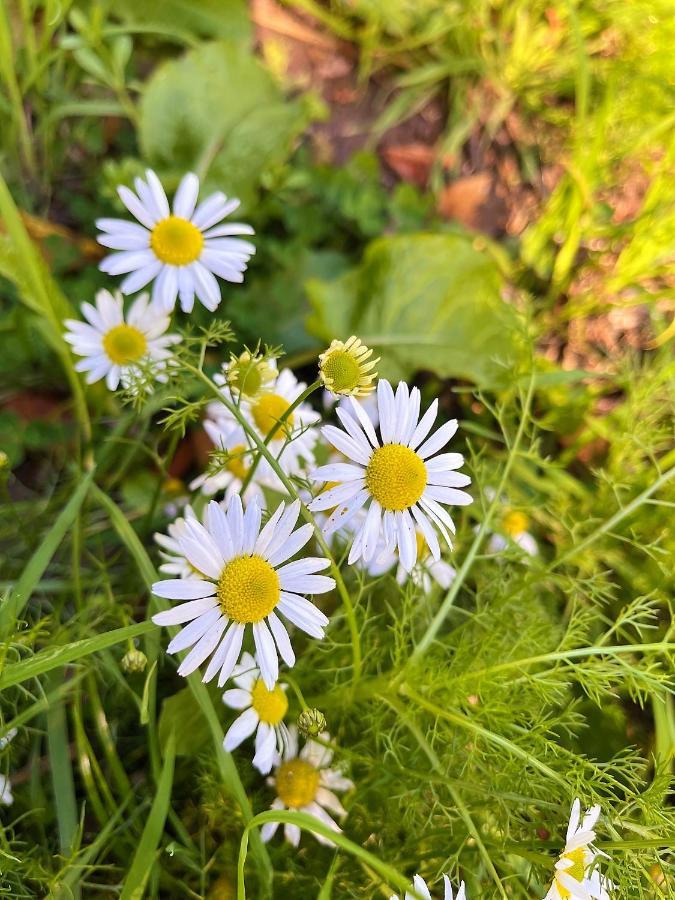 Le Gite Marguerite - Calvados : Vue Panoramique Sur La Normandie Hermival-les-Vaux Luaran gambar